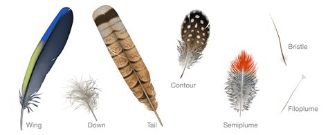 Type of plumage on a bird CodyCross Answer.